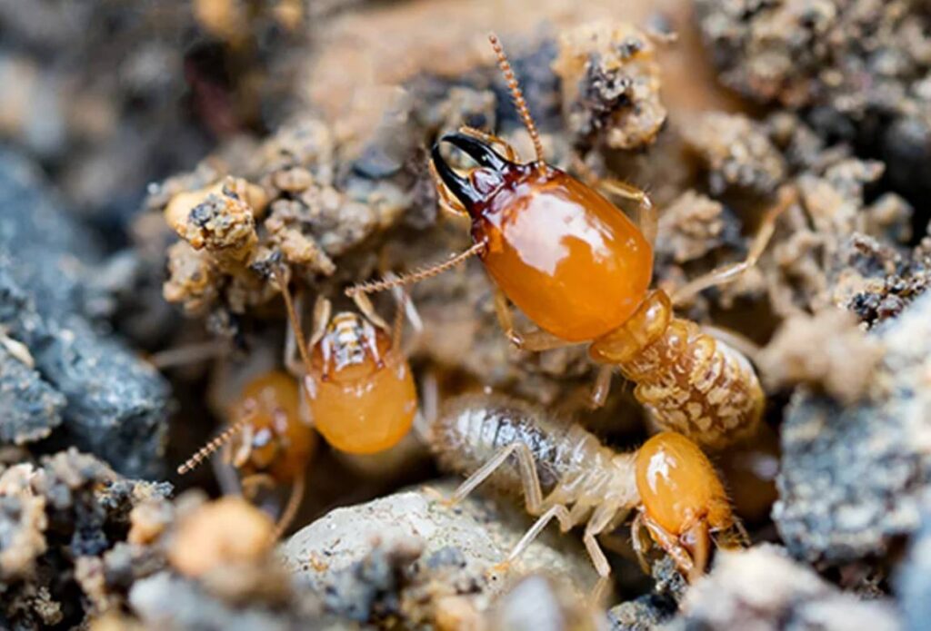 Pest Control Company SEO Case Study
