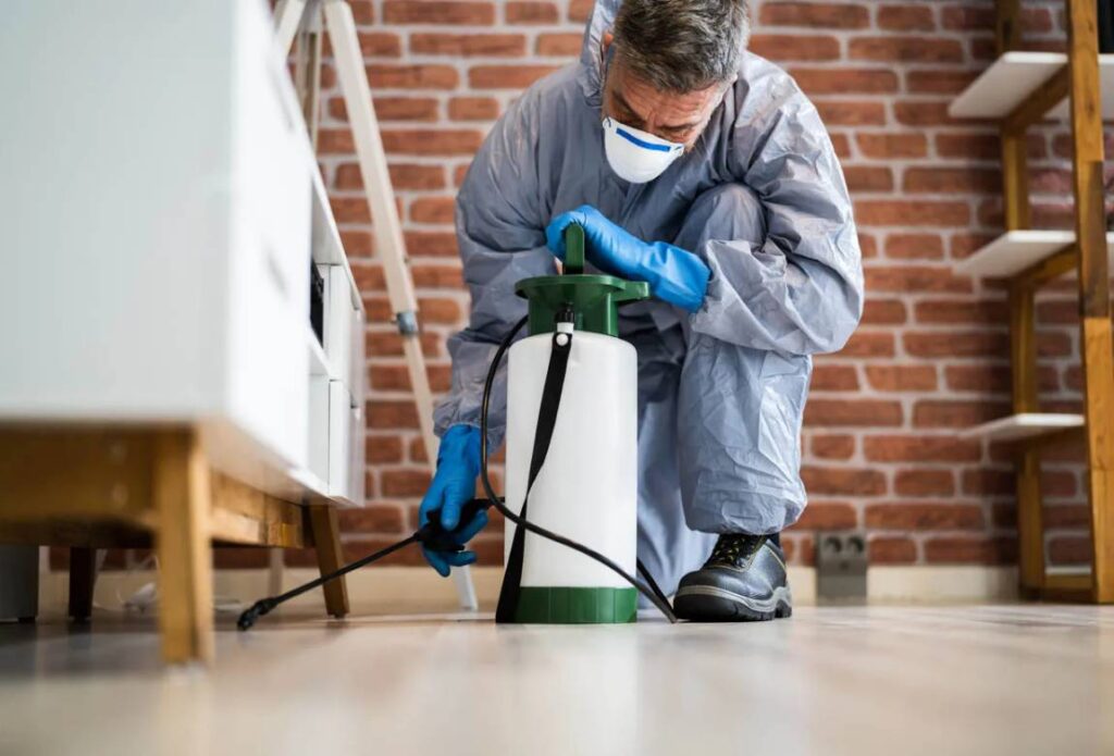 Pest Control SEO Case Study